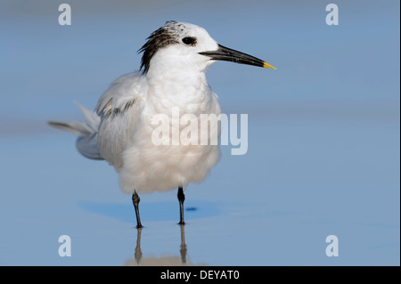 Brandseeschwalbe (Sterna Sandvicensis, Thalasseus Sandvicensis) im Winter Gefieder, Florida, Vereinigte Staaten Stockfoto