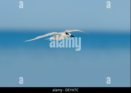 Brandseeschwalbe (Sterna Sandvicensis, Thalasseus Sandvicensis) im Winterkleid, im Flug, Florida, Vereinigte Staaten Stockfoto