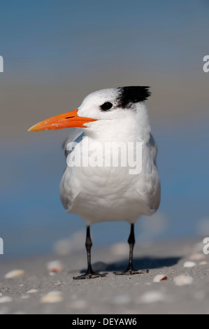 Königliche Seeschwalbe (Sterna Maxima, Thalasseus Maximus) im Winterkleid, Sanibel Island, Florida, Vereinigte Staaten von Amerika Stockfoto