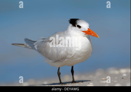 Königliche Seeschwalbe (Sterna Maxima, Thalasseus Maximus) im Winterkleid, Sanibel Island, Florida, Vereinigte Staaten von Amerika Stockfoto