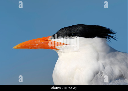 Königliche Seeschwalbe (Sterna Maxima, Thalasseus Maximus), Porträt, Sanibel Island, Florida, Vereinigte Staaten von Amerika Stockfoto