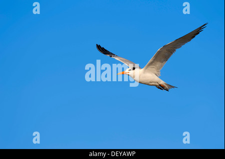 Königliche Seeschwalbe (Sterna Maxima, Thalasseus Maximus) im Winterkleid, im Flug, Florida, Vereinigte Staaten Stockfoto