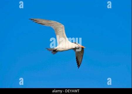 Königliche Seeschwalbe (Sterna Maxima, Thalasseus Maximus) im Winterkleid, im Flug, Florida, Vereinigte Staaten Stockfoto