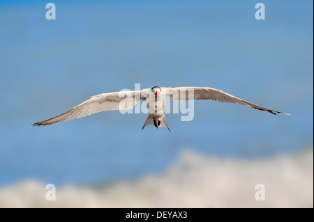 Königliche Seeschwalbe (Sterna Maxima, Thalasseus Maximus) im Winterkleid, während des Fluges, Sanibel Island, Florida, Vereinigte Staaten von Amerika Stockfoto