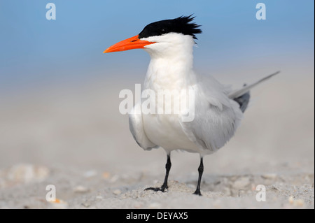 Königliche Seeschwalbe (Sterna Maxima, Thalasseus Maximus) am Strand, Sanibel Island, Florida, Vereinigte Staaten von Amerika Stockfoto