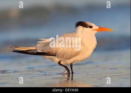 Königliche Seeschwalbe (Sterna Maxima, Thalasseus Maximus) im Winter Gefieder, Florida, Vereinigte Staaten Stockfoto