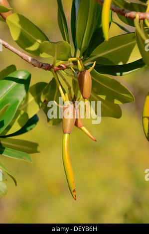 Rote Mangroven (Rhizophora Mangle), Zweig mit Setzlingen, Sanibel Island, Florida, Vereinigte Staaten von Amerika Stockfoto