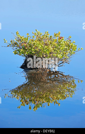 Rote Mangroven (Rhizophora Mangle), mit Spiegelungen im Wasser, Merritt Insel, Florida, Vereinigte Staaten von Amerika Stockfoto