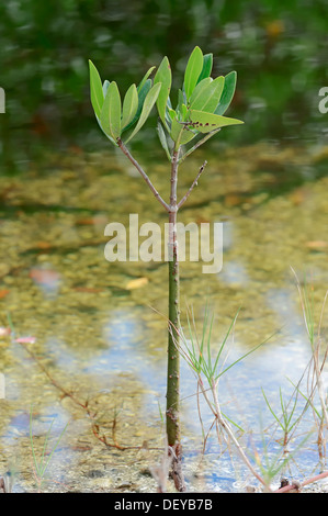 Rote Mangroven (Rhizophora Mangle), Sanibel Island, Florida, Vereinigte Staaten von Amerika Stockfoto