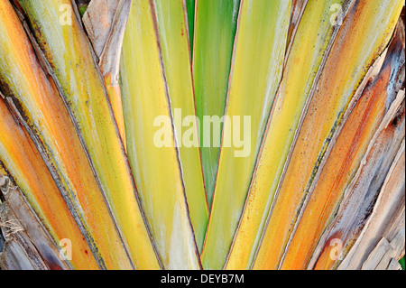 Baum des Reisenden oder Palm des Reisenden (Ravenala Madagascariensis), ursprünglichen vorkommen in Madagaskar, Florida, Vereinigte Staaten Stockfoto