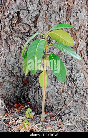 Florida Würgefeige oder Würgefeige (Ficus Aurea), Sämling, Everglades-Nationalpark, Florida, Vereinigte Staaten von Amerika Stockfoto