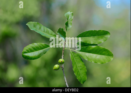 Shortleaf Figur, bärtiger Riese, Feigen oder wildes Banyantree (Ficus Citrifolia), Zweig mit Früchten, Sanibel Island, Florida Stockfoto