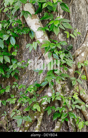 Baum mit einem Florida Würgefeige oder Würgefeige (Ficus Aurea), Corkscrew Swamp Sanctuary, Florida, Vereinigte Staaten Stockfoto