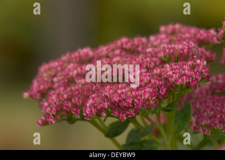 Auffällige Fetthenne (Sedum Spectabile, Hylotelephium Spectabile "Autumn Joy"), Bergisches Land, Nordrhein-Westfalen Stockfoto