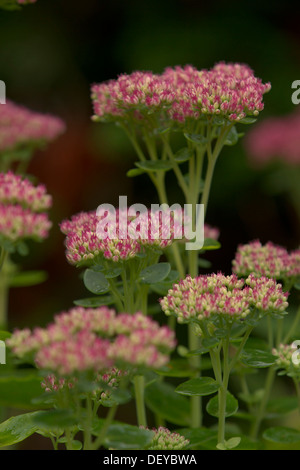 Auffällige Fetthenne (Sedum Spectabile, Hylotelephium Spectabile "Autumn Joy"), Bergisches Land, Nordrhein-Westfalen Stockfoto