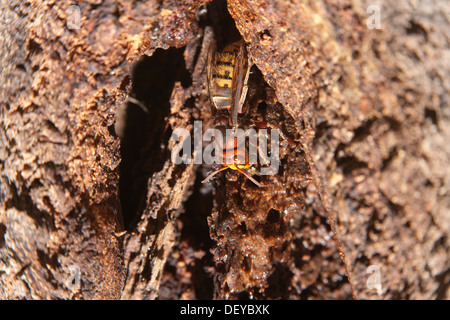 Hornisse (Vespa Crabro) sammeln Holzfasern aus einem verwundeten Eiche, Wahner Heide Naturschutzgebiet, North Rhine-Westphalia Stockfoto