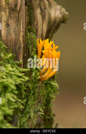 Gelbe Hirsch-Horn (Calocera Viscosa), Bergisches Land, Nordrhein-Westfalen Stockfoto