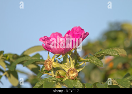 Japanische Rose oder Ramanas Rose (Rosa Rugosa), Bergisches Land, Nordrhein-Westfalen Stockfoto