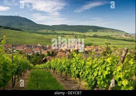 Rodern mit seinen Weinbergen, Schloss Château du Haut-Kœnigsbourg hinten, Elsass, Frankreich, Europa Stockfoto