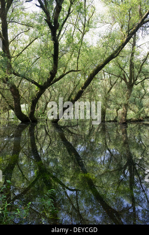 Weiße Weiden (Salix Alba) wächst in den Auen des Rheins in der Nähe von Rastatt, Baden-Württemberg Stockfoto