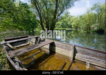 Weiße Weiden (Salix Alba) wächst in den Auen des Rheins in der Nähe von Rastatt, Baden-Württemberg Stockfoto