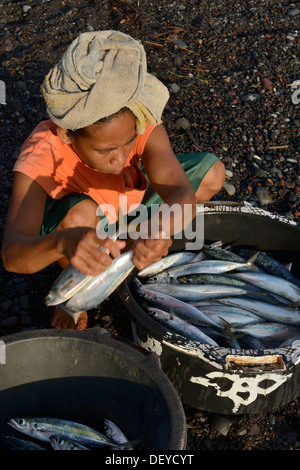 Indonesien, Insel Bali, Fischerei Dorf von Amed, Frau Sortierung nach der Rückkehr vom Fischen Stockfoto