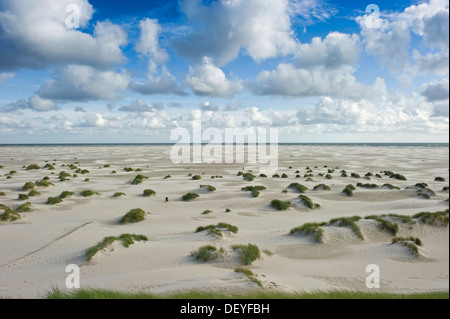 Dünen und Strand, Wyk auf Föhr, Amrum, Amrum, Nordfriesischen Inseln, Schleswig-Holstein, Deutschland Stockfoto