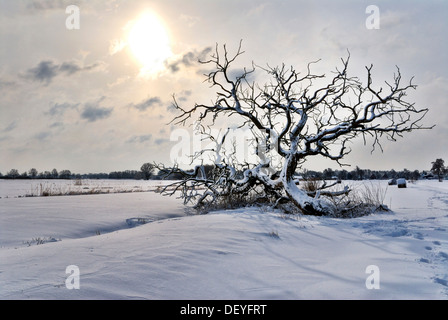 Baum in einem schneebedeckten Feld in der Vier-Und Marschlanden in Hamburg Stockfoto