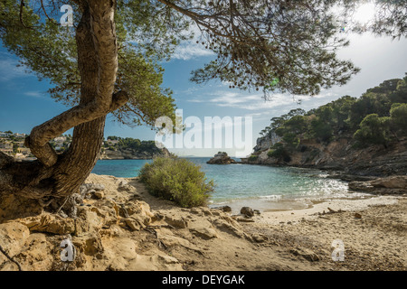 Bucht mit Felsen, Cala Portals Vells, Portals Vells, Calvia, Mallorca, Balearen, Spanien Stockfoto