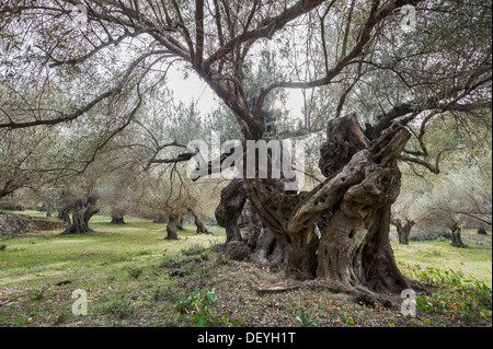 Uralte Olivenbäume (Olea Europaea), Banyalbufar, Mallorca, Balearen, Spanien Stockfoto