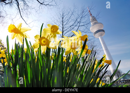 Narzissen in die Frühlingsblumen in Planten un Blomen park, im Hintergrund der Fernsehturm in Hamburg Stockfoto