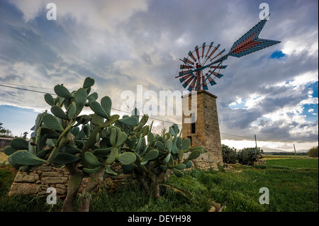 Windmühle und Kakteen, Casa Blanca, Palma De Mallorca, Mallorca, Balearen, Spanien Stockfoto