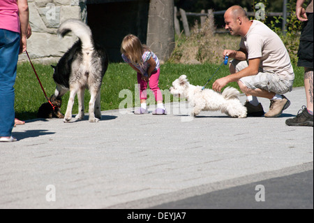 Treffen der Hunde während des Gehens Stockfoto