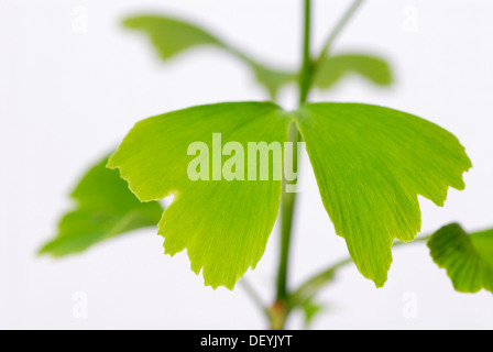 Ginkgo (Ginkgo Biloba), Blätter Stockfoto
