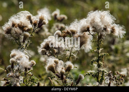 Thistledown Ausbruch aus Disteln auf der Oberseite Ivinghoe Beacon, Buckinghamshire, Großbritannien Stockfoto