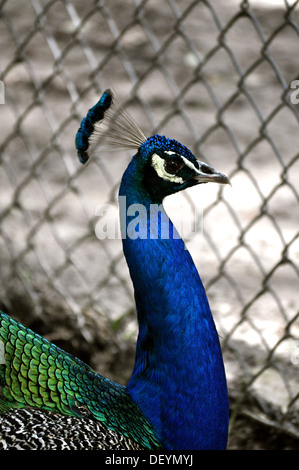 Pfau Stockfoto