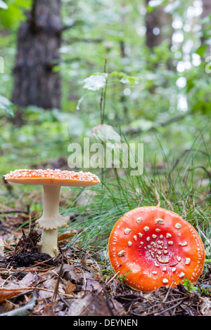 Fliegenpilz - Amanita Muscaria Stockfoto