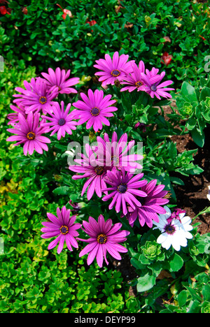 Lila Daisy oder Cape Daisy oder South African Daisy (Osteospermum) Stockfoto