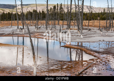 Tote Bäume im flachen Wasser, opalisierend Pool, schwarzen Sand Basin, Yellowstone-Nationalpark, Wyoming, USA Stockfoto