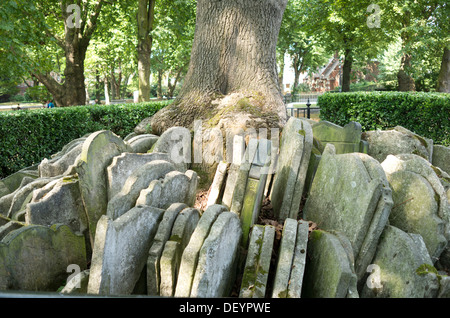 Die Hardy-Baum auf dem Friedhof der alten Kirche St. Pancras, des Königs, London. Stockfoto