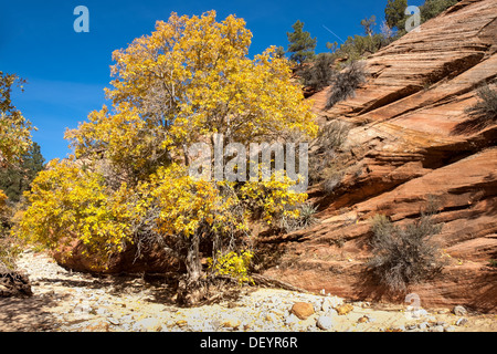 Dieses Bild zeigt die Farben des Herbstes im Zion National Park. Stockfoto