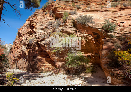 Dieses Bild vom Zion National Park zeigt einen Wanderweg durch eine jenseitige aussehende Ort gehen. Stockfoto