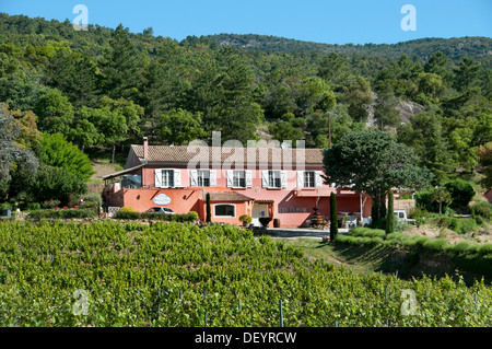 Domaine du Noyer Frankreich Wein Ernte Vintage Trauben Weinberg Landwirtschaft Cotes de Provence Stockfoto