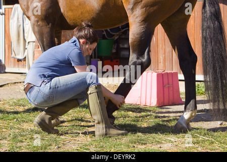 McTimoney-Corley spinale Therapie auf einem Pferd durch einen Tier-Sport-Therapeuten durchgeführt. Stockfoto