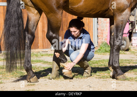 McTimoney-Corley spinale Therapie auf einem Pferd durch einen Tier-Sport-Therapeuten durchgeführt. Stockfoto