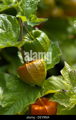 Chinesische Laterne Pflanze Physalis Alkekengi mit ihren runden