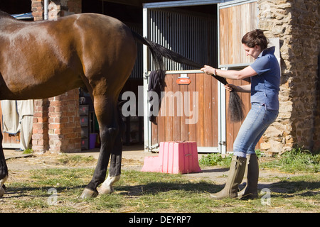 McTimoney-Corley spinale Therapie auf einem Pferd durch einen Tier-Sport-Therapeuten durchgeführt. Stockfoto