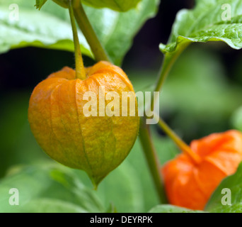 Nahaufnahme von einer Physalis Alkekengi, die chinesische Laterne Pflanze. Stockfoto