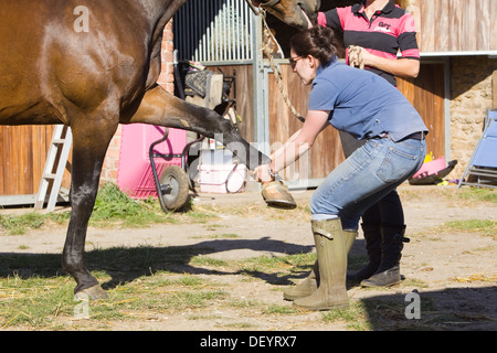 McTimoney-Corley spinale Therapie auf einem Pferd durch einen Tier-Sport-Therapeuten durchgeführt. Stockfoto