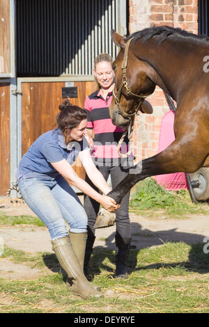 McTimoney-Corley spinale Therapie auf einem Pferd durch einen Tier-Sport-Therapeuten durchgeführt. Stockfoto